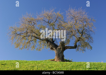 Spain, Andalucia, Single Ilex tree (Quercus ilex) Stock Photo