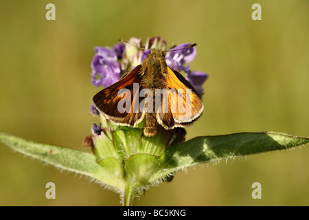 Small Skipper Moth  Thymelicus sylvestris Family Hesperiidae. Male as distinguished by scent band on wing absent on female Stock Photo