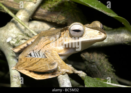 Bony-headed Rhacophorus, Polypedates otilophus  sitting in a tree.  Also known as File-eared Tree Frog. Stock Photo