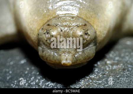 Close up of head and face of Asian Giant Softshelled Turtle, Pelochelys bibroni. Also known as Frog Head Turtle Stock Photo