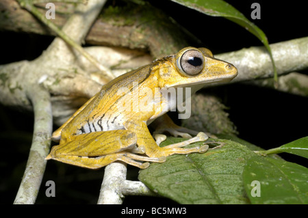 Male Bony-headed Rhacophorus, Polypedates otilophus, sitting on a tree branch. Also known as the File-eared Frog. Stock Photo