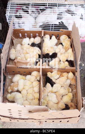 Istanbul Turkey young chicks for sale outside the Egyptian Bazaar market in a small cramped box with caged rabbits behind Stock Photo