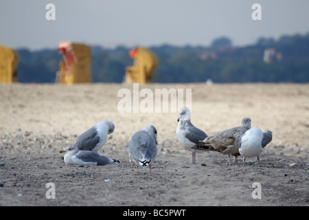Germany, Baltic Sea, Seagulls on beach, Beach chairs in background Stock Photo