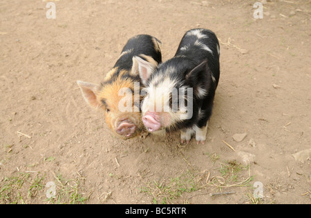 Kune Kune piglets on a Cornish farm Stock Photo