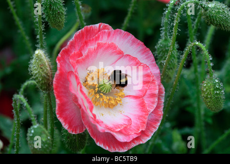 Poppies after the rain Stock Photo