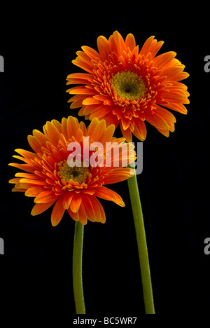 Orange Gerbera Sisters Stock Photo
