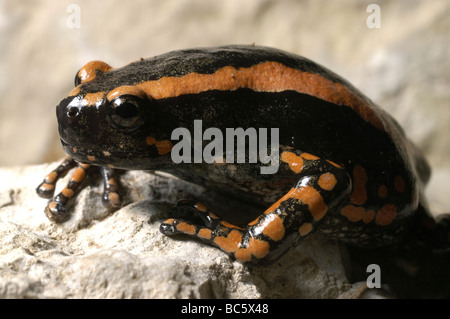 Red Banded Rubber Frog, Phrynomantis bifasciatus. Also known as Two-striped Frog. Stock Photo