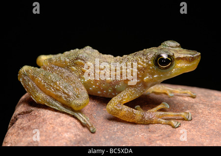 Green Spotted Rock Frog, Staurois tuberilinguis, crouching on a rock. Also known as  Borneo Splash Frog Stock Photo