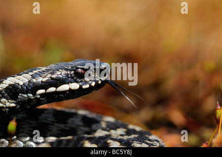 Adder Vipera berus close up tongue extended Peak District UK Stock Photo