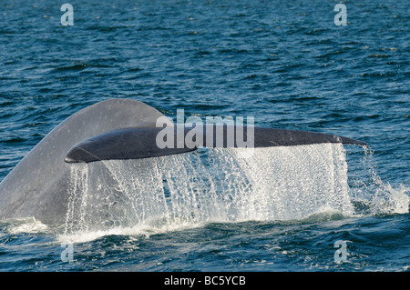 Blue Whale Balaenoptera musculus tail fluke raised about to dive Sea of Cortez Mexico Stock Photo