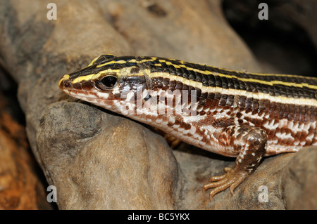 lizard plated captive quadrilineatus