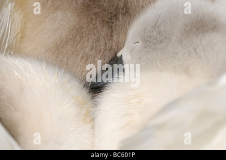 Mute Swan Cygnus olor cygnets asleep on mother s back close up view Abbotsbury UK Stock Photo