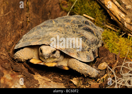 African Pancake Tortoise Malacochersus tornieri Cotswold Wildlife Park Oxfordshire UK Stock Photo