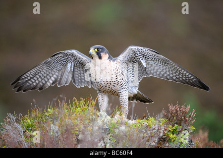 Peregrine Falcon Falco peregrinus standing in heather wings outstretched Scotland captive Stock Photo