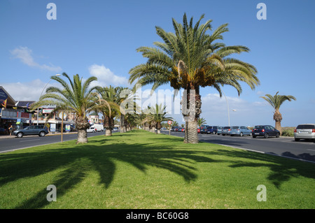 Palm Trees in Jandia Playa, Canary Island Fuerteventura Spain Stock Photo