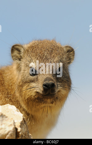 Cape Rock Hyrax Procavia capensis portrait Hermanus South Africa Stock Photo