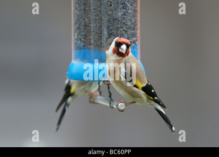 A pair of goldfinches perch on a nyjer seed feeder in a garden in the UK. Stock Photo