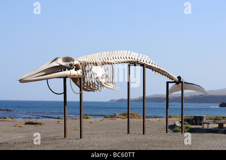 Whale skeleton on Canary Island Fuerteventura, Spain Stock Photo