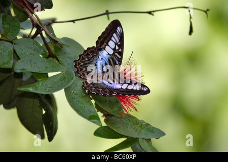 Malaysian Blue Clipper, Parthenos sylvia butterfly on Powderpuff plant, Calliandra emarginata or tergemina Stock Photo