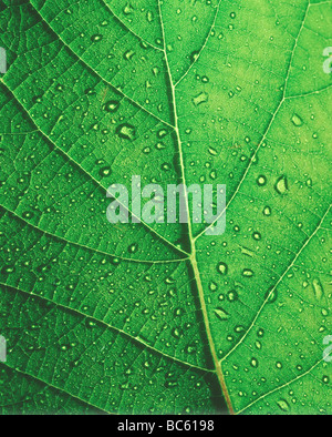 Close-up of water drops on leaf Stock Photo