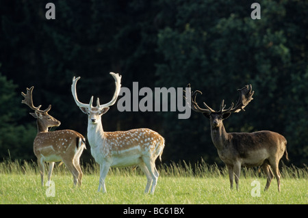 Fallow deer (Dama dama) standing in field, Schleswig-Holstein, Germany Stock Photo