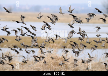 Flock of birds in flight, Bavaria, Germany Stock Photo