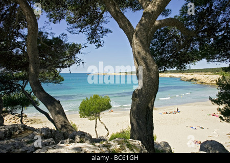 Trees on beach, Cote Bleue, Provence-Alpes-Cote d'Azur, France Stock Photo