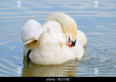 Close-up of Mute swan (Cygnus olor) preening its feather in lake, Bavaria, Germany Stock Photo