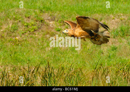 Long-legged Buzzard (Buteo rufinus) in flight, Franconia, Bavaria, Germany Stock Photo