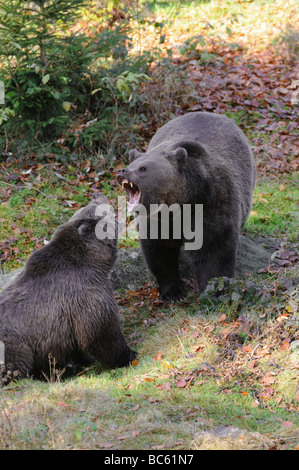 Two Brown bears (Ursus arctos) fighting in forest, Bavarian Forest National Park, Bavaria, Germany Stock Photo