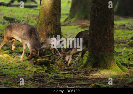 Two Fallow deer (Dama dama) fighting in forest, Bavaria, Germany