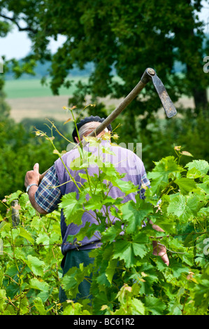 Farmer in his vineyard carrying hoe for weeding - sud-Touraine, France. Stock Photo