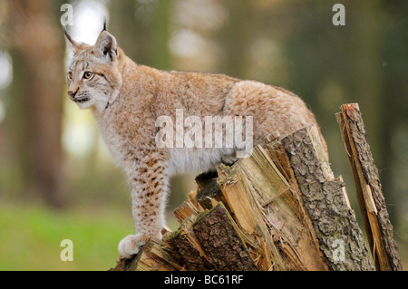 Close-up of bobcat (Lynx rufus) standing on tree stump in forest, Bavarian Forest National Park, Bavaria, Germany Stock Photo