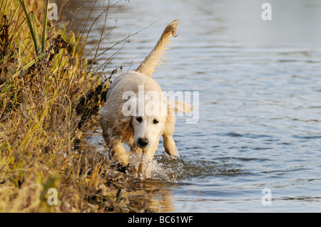 Golden Retriever walking in lake, Franconia, Bavaria, Germany Stock Photo