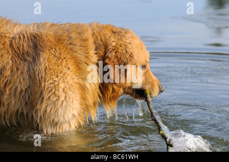 Golden Retriever in lake with stick in its mouth, Franconia, Bavaria, Germany Stock Photo