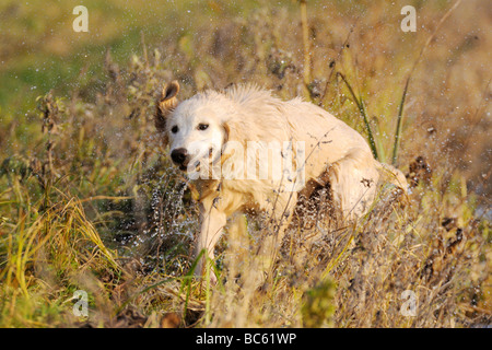 Golden Retriever shaking off water in field, Franconia, Bavaria, Germany Stock Photo