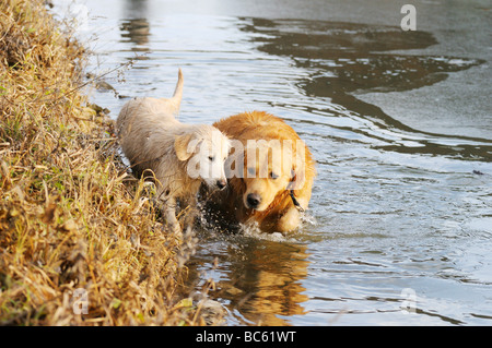 Golden Retriever walking with its puppy in water, Franconia, Bavaria, Germany Stock Photo