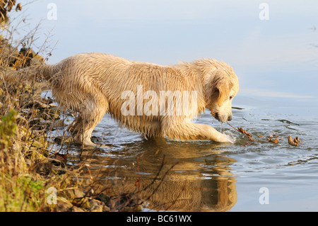 Golden Retriever puppy playing in water, Franconia, Bavaria, Germany Stock Photo