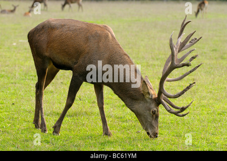 Close-up of Red deer (Cervus elaphus) grazing grass in field, Bavaria, Germany Stock Photo