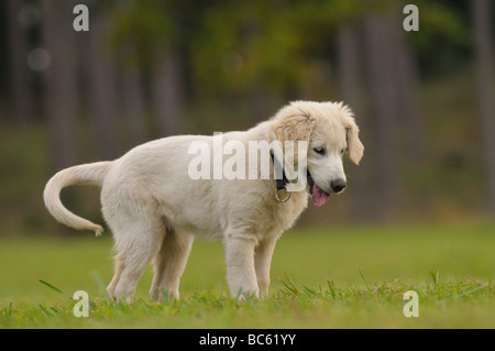 Close-up of Golden Retriever puppy standing in field, Franconia, Bavaria, Germany Stock Photo