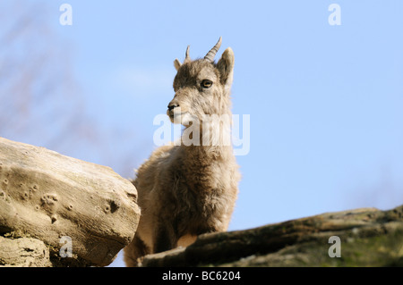 Close-up of Domestic goat (Capra aegagrus hircus) on mountain Stock Photo