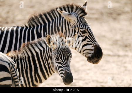 Close-up of three Plains Zebra (Equus quagga) standing in field Stock Photo