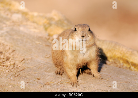 Close-up of Black-tailed Prairie dog (Cynomys ludovicianus) on landscape Stock Photo