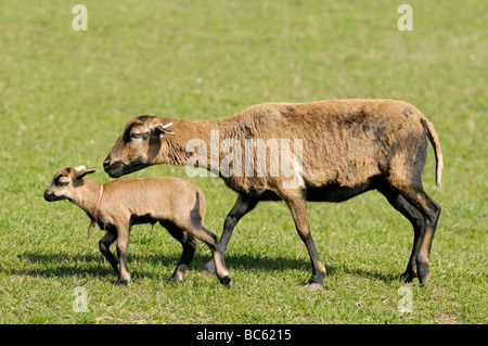 Close-up of cameroon sheep walking with its lamb in field, Franconia, Bavaria, Germany Stock Photo