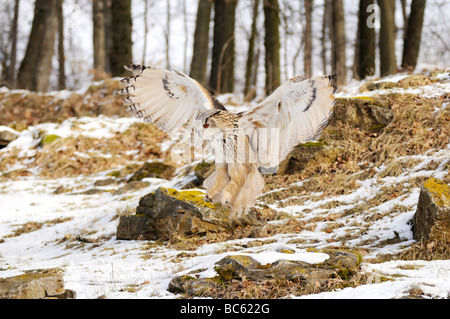 Milky Eagle owl (Bubo lacteus) spreading its wings in field Stock Photo