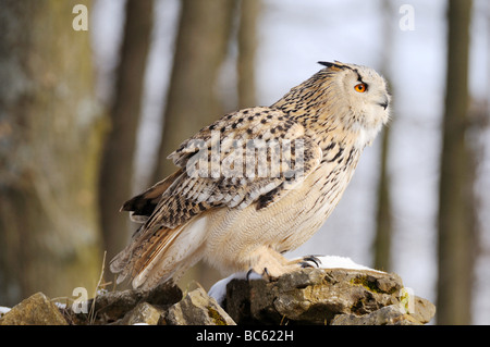 Close-up of Milky Eagle owl (Bubo lacteus) on rock Stock Photo