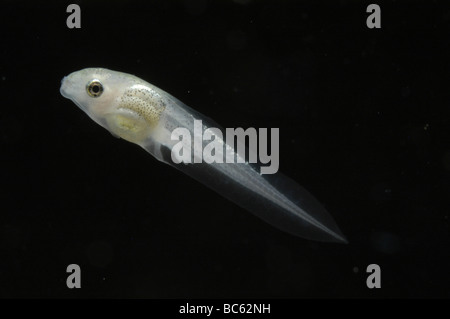 Tadpole of a Labang Forest Rice Frog, Microhyla perparva. They live in the pitchers of Nepenthes plants. This one has leg buds. Stock Photo