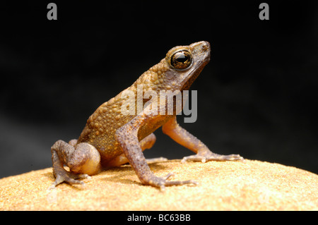 Brown Slender Toad, Ansonia leptopus Stock Photo