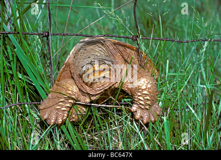 Old determined snapping turtle climbing through wire fence in field, Midwest USA Stock Photo