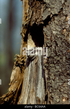 Gray tree frog poking his head out of hole in tree made by woodpecker and warming in the sun, Midwest USA Stock Photo